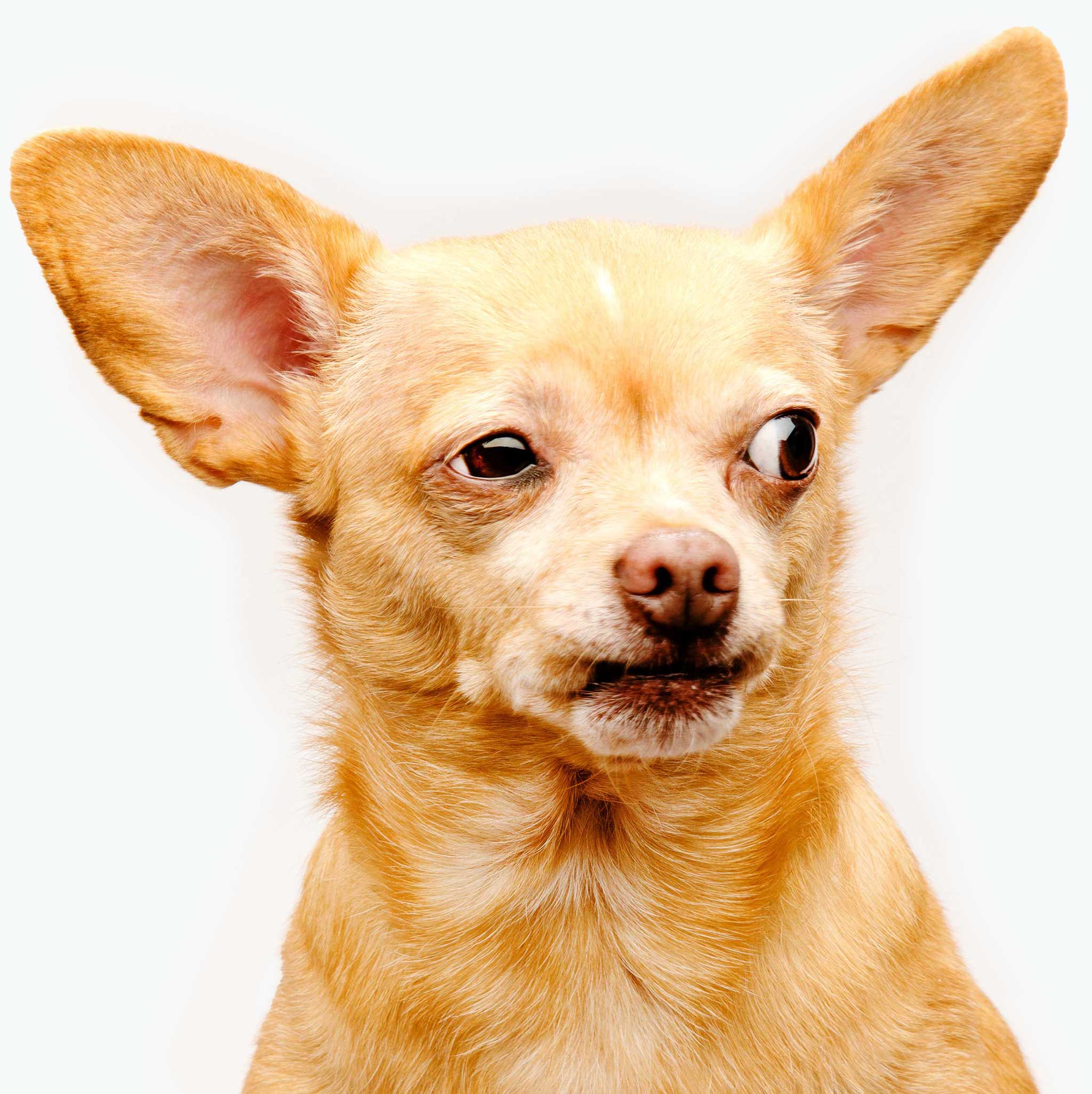 Benes the Menace retail consulting mascot Cuzco the Chihuahua